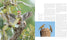 WOODPECKER: A YEAR IN THE LIFE OF NORTH AMERICAN WOODPECKERS - BANNICK. PAUL